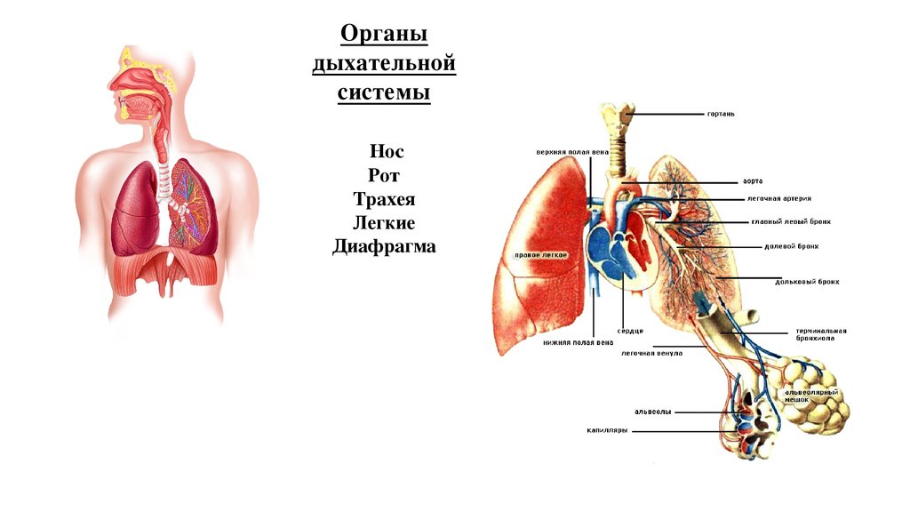 Основные функции дыхания. Функции дыхательной системы. Основные функции дыхательной системы. Выделительные функции органов дыхания. Дыхательная система это совокупность органов.