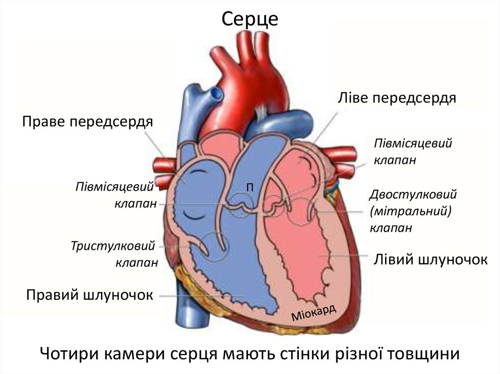 Какое сердце можно назвать