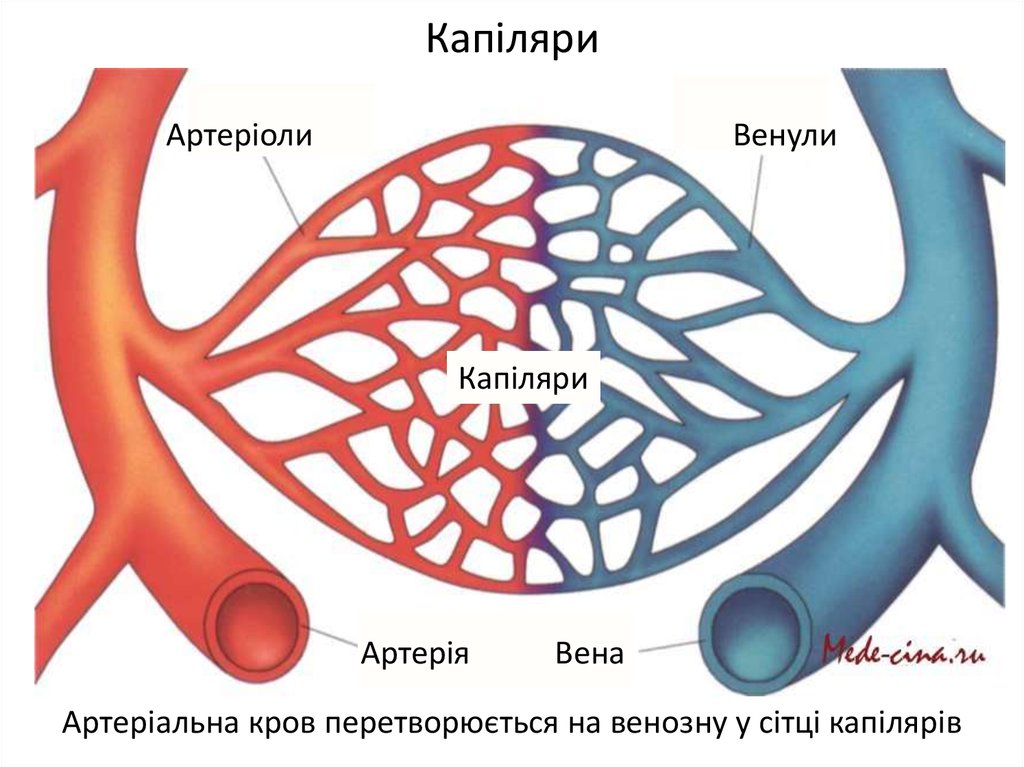 Капилляры. Микроциркуляторное русло анатомия человека. Кровеносные сосуды Вена артерия капиляр. Капиллярная система человека схема. Рисунок артерии вены и капилляры.