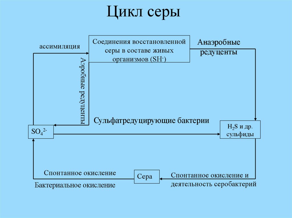 Круговорот серы схема