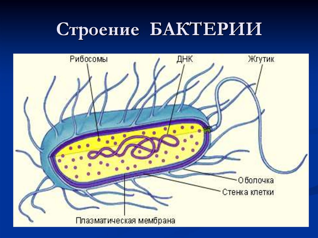 Клетка бактерий рибосомы. Строение бактерии. Строение бактериальной клетки. Внутреннее строение бактерии. Строение бактерии 6 класс.