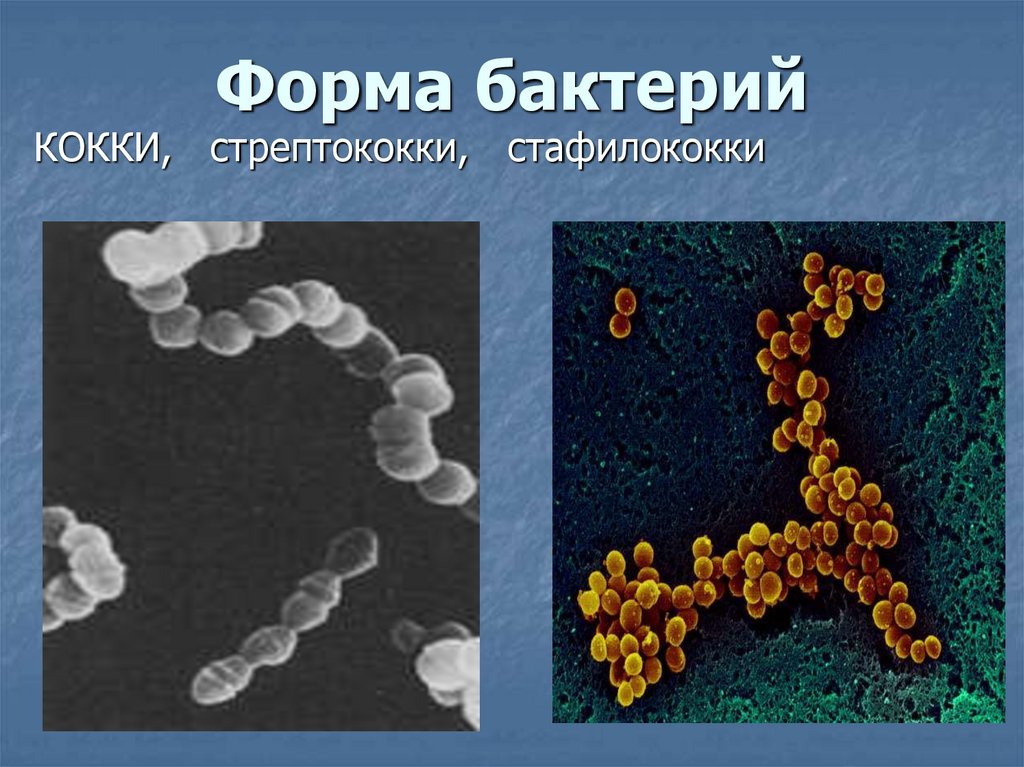 Диплококки бактерии. Бактерии доядерные организмы 7 класс. Диплококки форма бактерии. Сарцины. Бактерии доядерные организмы презентация 7 класс биология