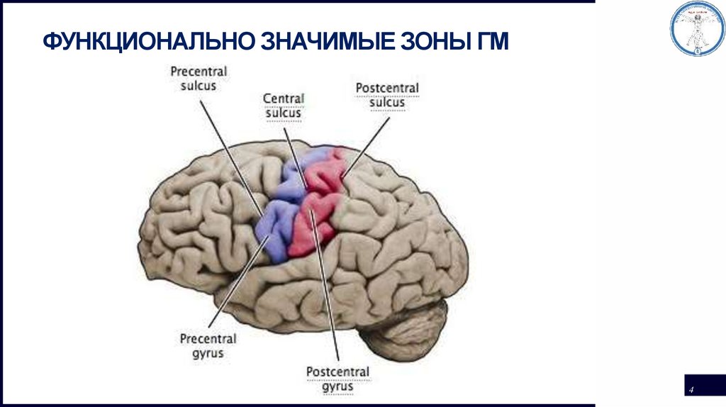 Функционально значимый. Зоны ГМ. Функционально это значит. Функциональная нейрохирургия. Основы функциональной нейрохирургии.