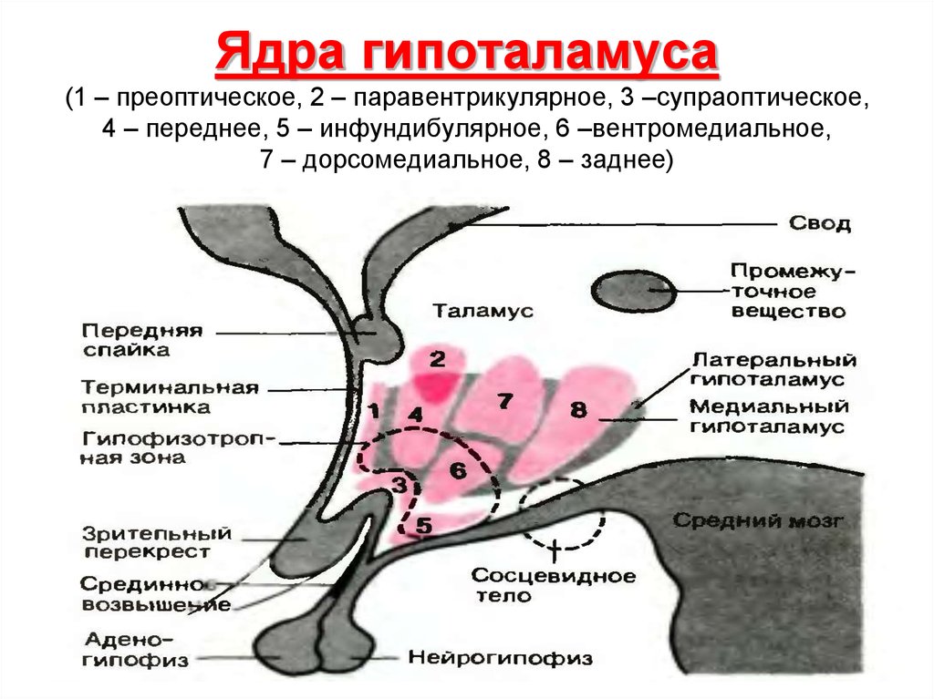 Гипофиз у животных. Медиальные ядра гипоталамуса функции. Нейросекреторные ядра переднего отдела гипоталамуса. Гипоталамус внутреннее строение. Схема расположения ядер гипоталамуса.