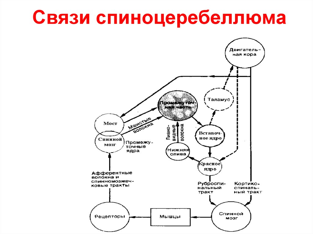 Связь 23. Функциональная организация спиноцеребеллюма. Спиноцеребеллюм функции. Спиноцеребеллюм область коры мозжечка. Спиноцеребеллюм кортикоцерребеллюм вестибулацеребеллюм таблица.