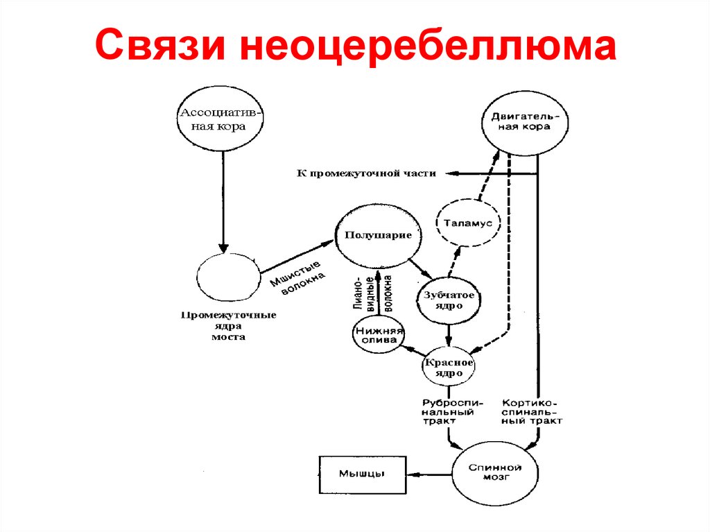 Связь 9. Функции неоцеребеллюма. Архиоцеребнлюм неоцеребеллюм. Как проверяют функции неоцеребеллюма. Дуплетные ассоциативы.