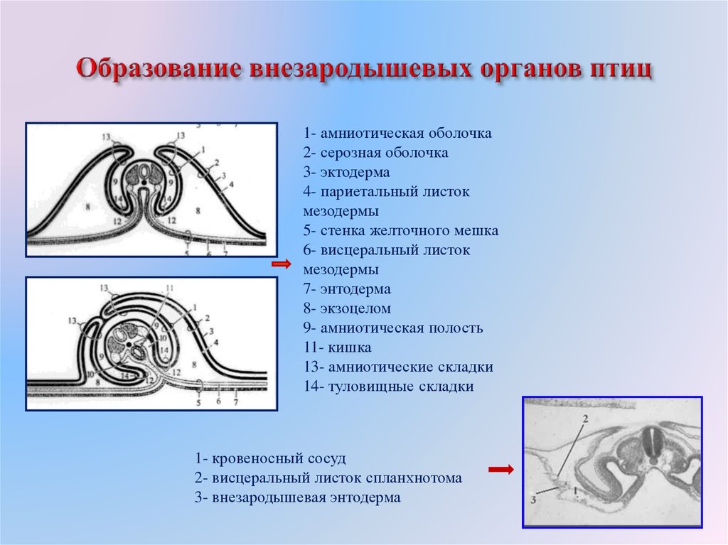 Строение и развитие зародыша птицы. Образование внезародышевых оболочек 2 птиц. Серозная оболочка внезародышевый орган. Схема развития внезародышевых органов. Образование туловищной и амниотической складок.