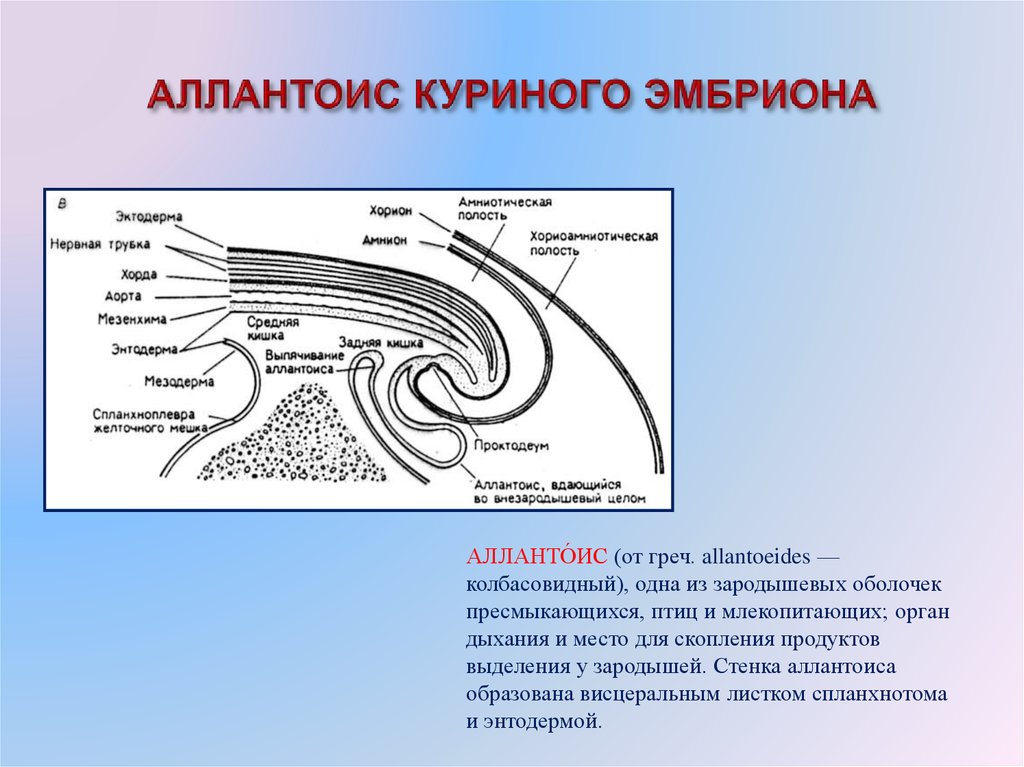 Дыхание зародыша