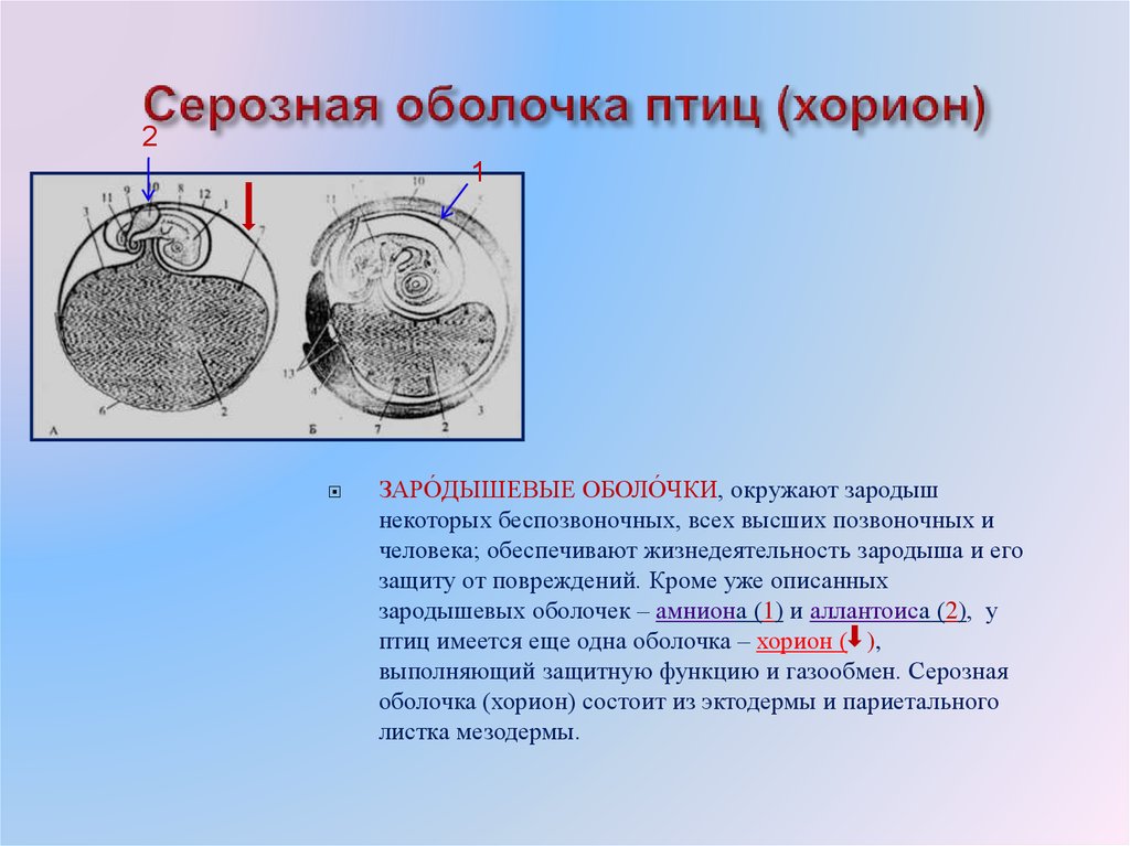 Каким номером на рисунке обозначена часть эмбриона млекопитающего которая участвует в газообмене