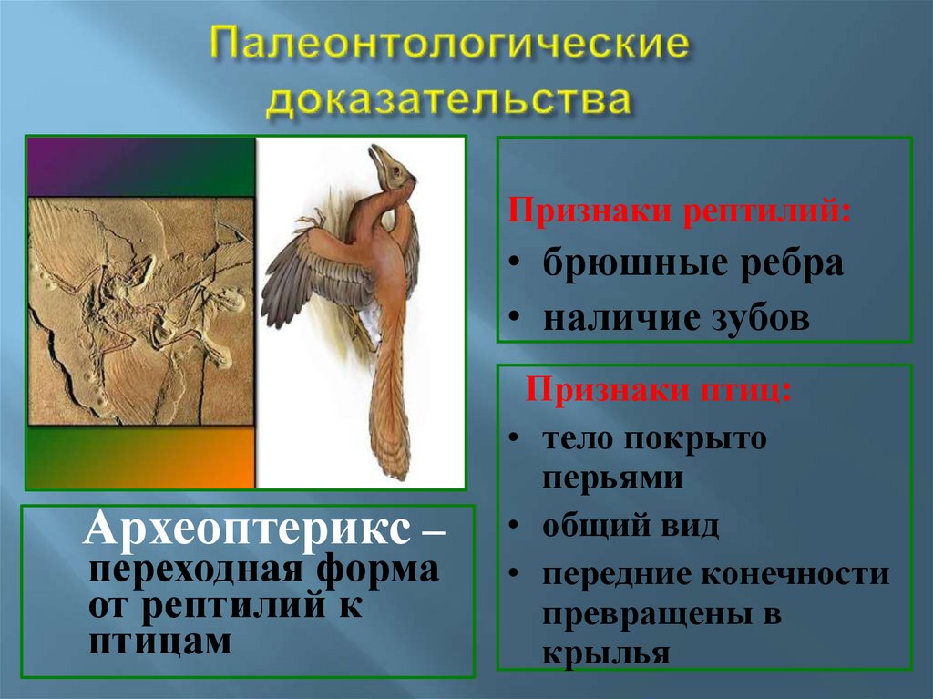 Сходные признаки птиц и пресмыкающихся. Палеонтологические доказательства эволюции Археоптерикс. Археоптерикс доказательства эволюции переходная. Доказательство что Археоптерикс это переходная форма. Археоптерикс переходная форма между.