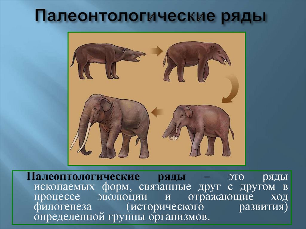 Группы изучения эволюции. Филогенетические доказательства эволюции. Филогенетические ряды это доказательства эволюции. Палеонтологические ряды. Палеонтологический ряд слона.