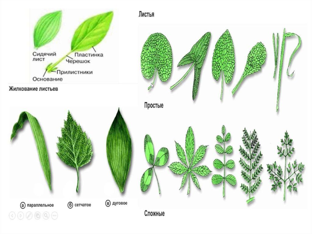 Сложные растения. Растения с простыми листьями. Простые листья названия. Сидячий лист. Сидячий Тип листа.