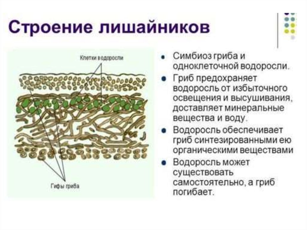 Лишайники одноклеточные водоросли и