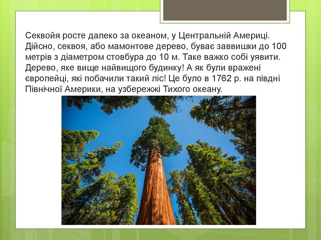 На рисунке изображены ель и секвойя высота ели равна 30 м какова примерная высота секвойи