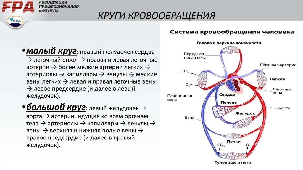 Малый круг кровообращения фото