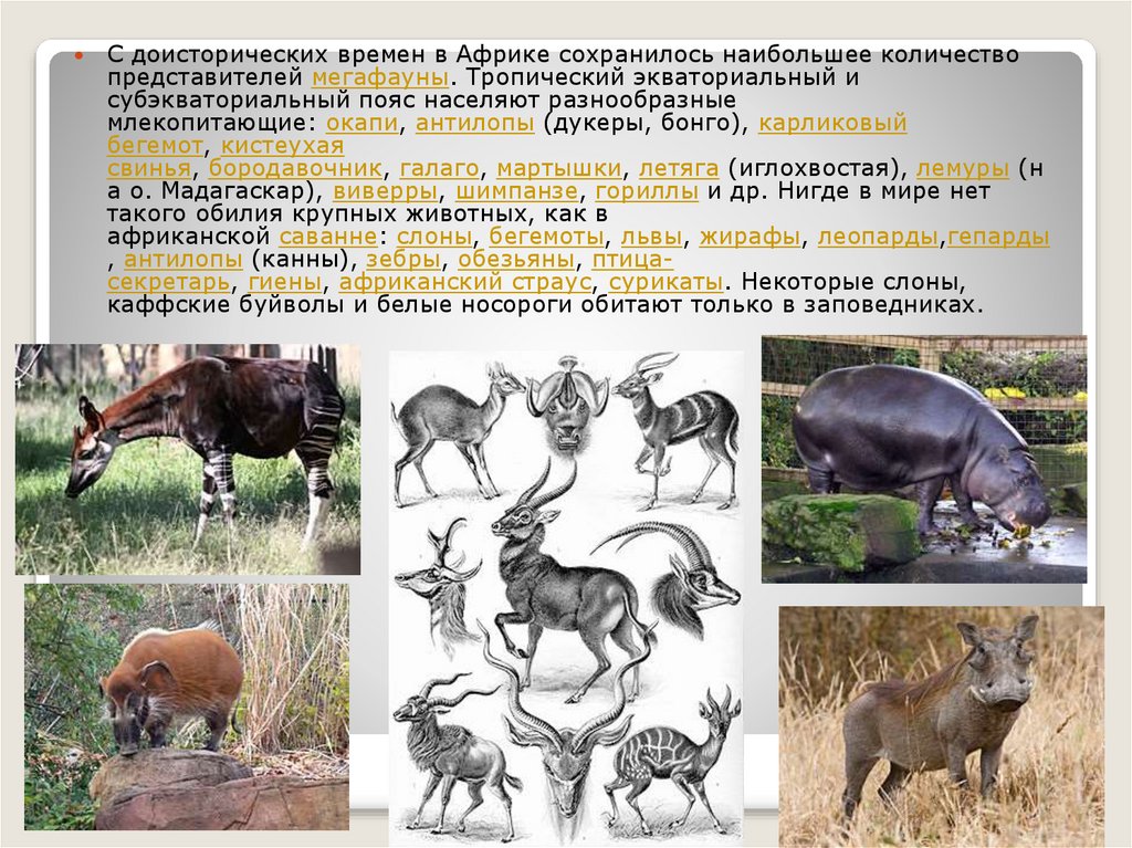 Носороги буйволы слоны обитают. Животные субэкваториального пояса. Животные субэкваториального пояса Африки. Субэкваториальный пояс растения и животные. Животные в суб эвкротариальном поясе.