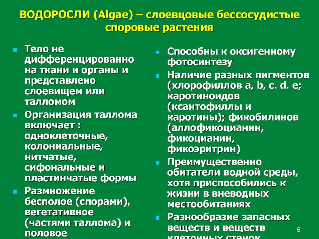 Система водорослей. Уровни организации талломов водорослей. Слоевцовые растения. Аналогии геометрии и альгологии водоросли.