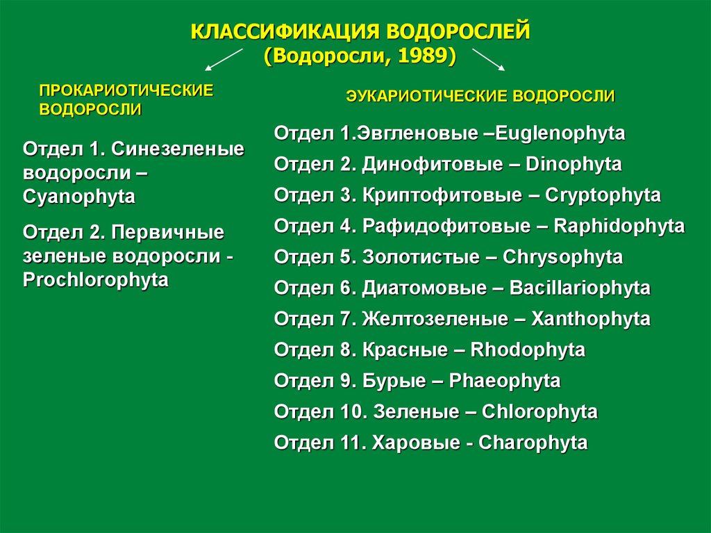 Группа отдела водорослей 7 класс