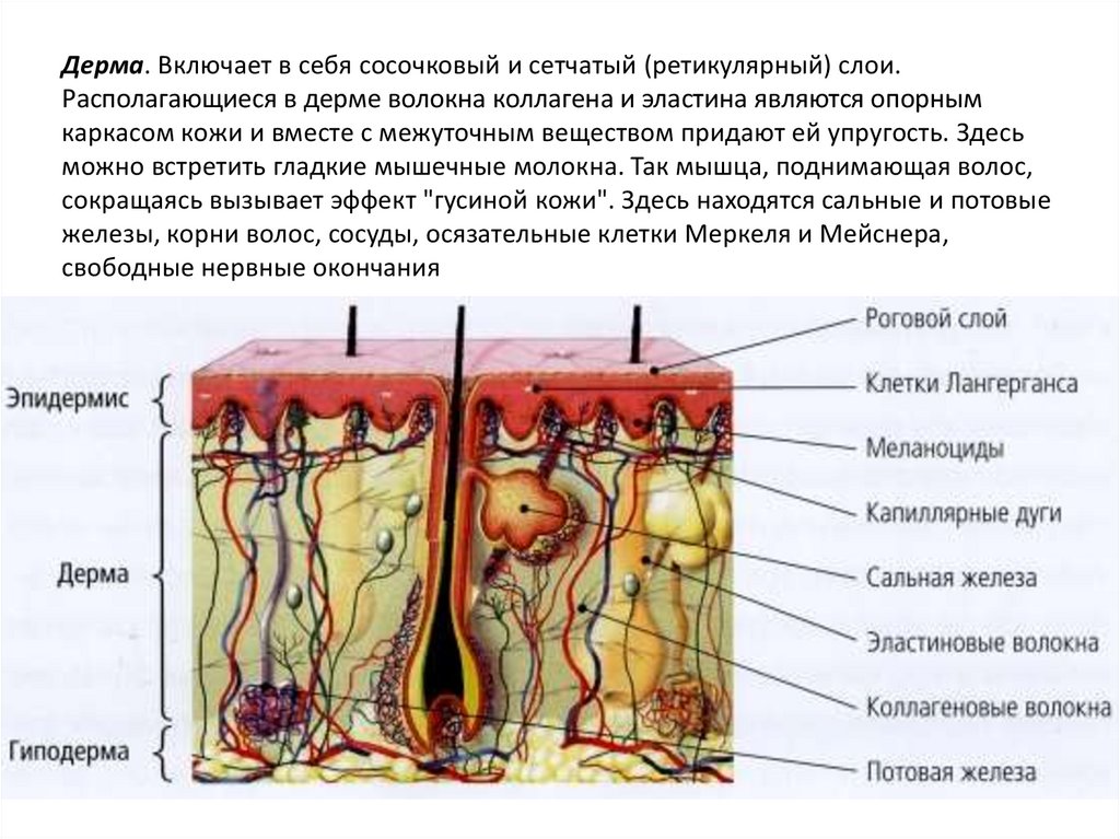 Органы чувств человека презентация анатомия