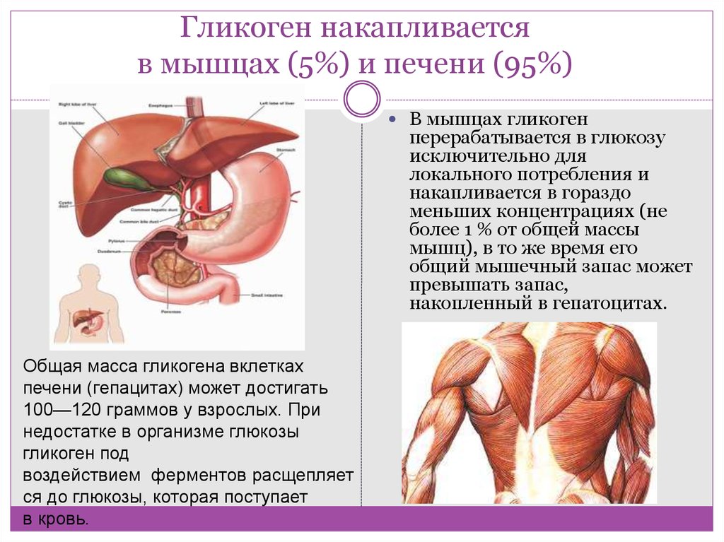 Углеводов в печени и мышцах. Гликоген в мышцах. Мышцы печени. Гликоген накапливается в мышцах. Гликоген в печени и мышцах.