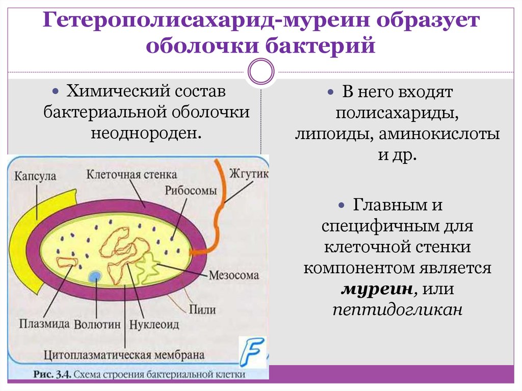 Прокариоты вирусы грибы. Муреин клеточная стенка бактерий. Строение бактерии муреин. Строение муреина бактерий. Клетка бактерии строение муреин.