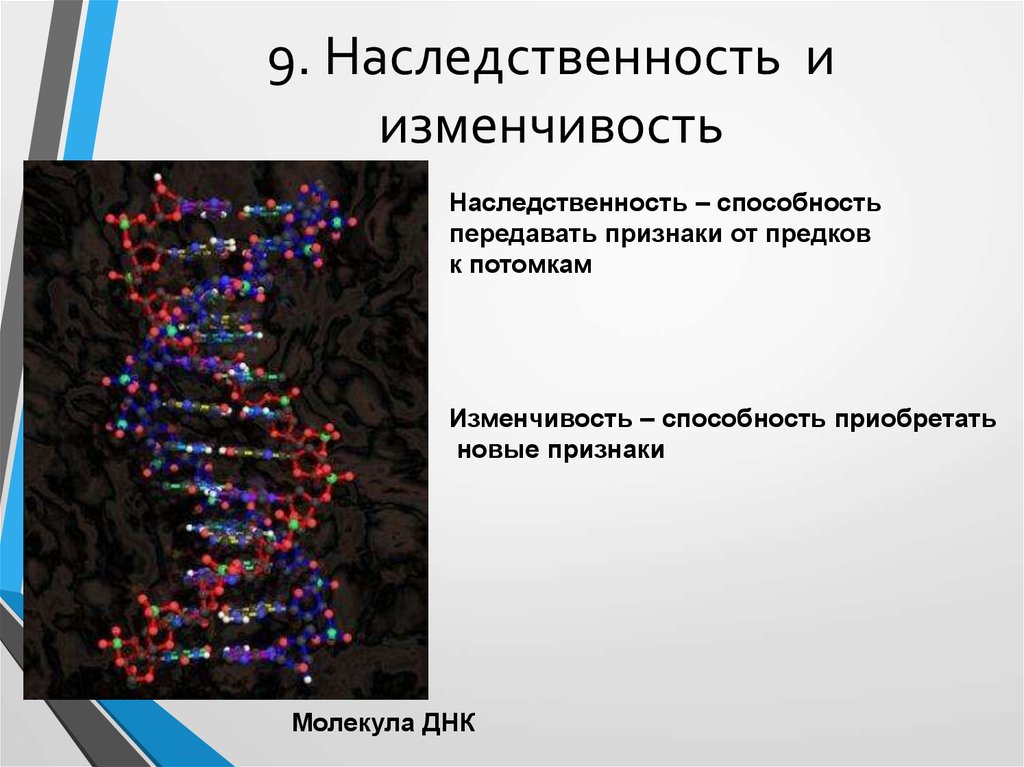 Общие представления о наследственности и изменчивости презентация