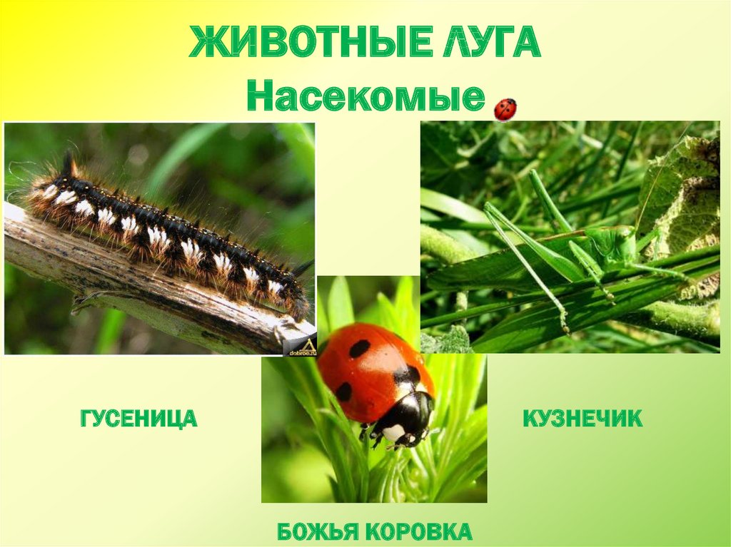 Растениями и животными 2 класс. Обитатели Луга. Обитатели Луга животные и насекомые. Насекомые Луга доклад. Животные и насекомые Луга 2 класс.