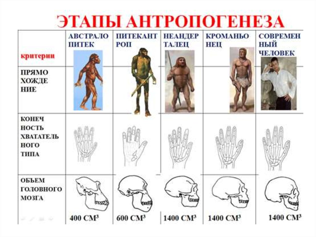 Древнейшие люди таблица. Ступени развития человека Антропогенез. Антропогенез Эволюция человека этапы эволюции. Происхождение человека схема Антропогенез. Этапы развития человека в процессе антропогенеза.