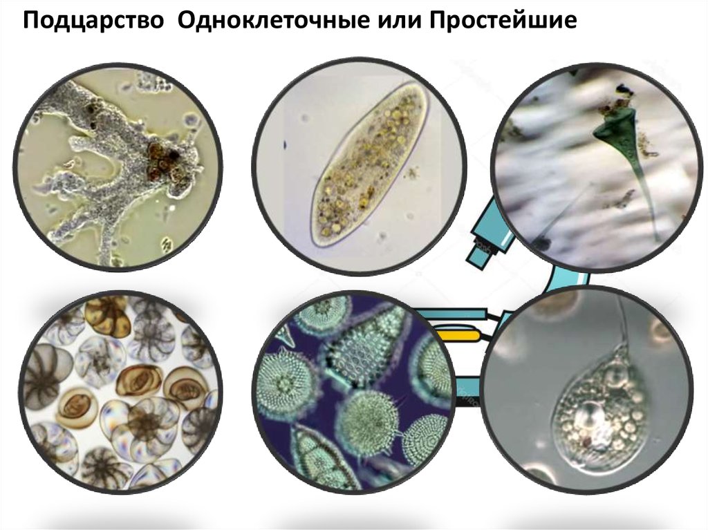 Чем отличается одноклеточные