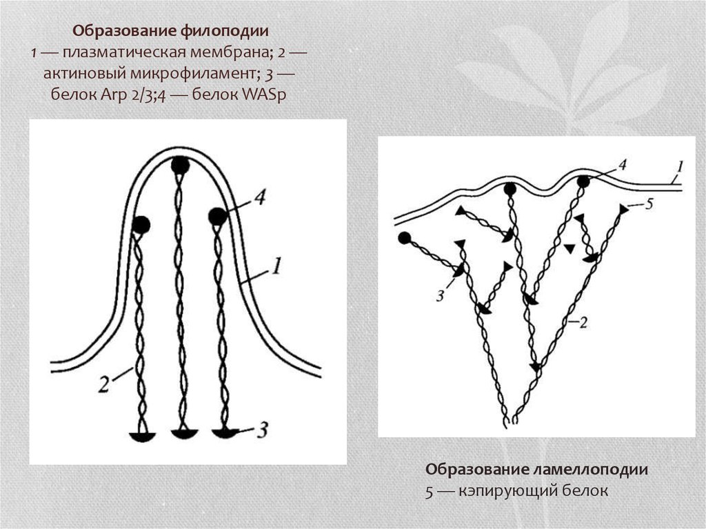  Образование филоподии 1 — плазматическая мембрана; 2 — актиновый микрофиламент; 3 — белок Аrр 2/3;4 — белок WASp