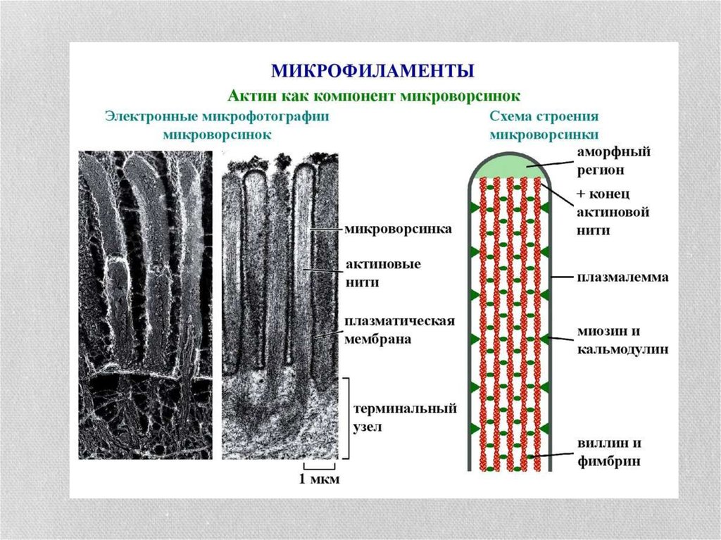 Двигательная функция клетки. Микроворсинки микрофиламенты. Микрофиламенты и микротрубочки микроворсинки. Строение и функции микротрубочек и микроворсинок. Микроворсинки цитоскелет.