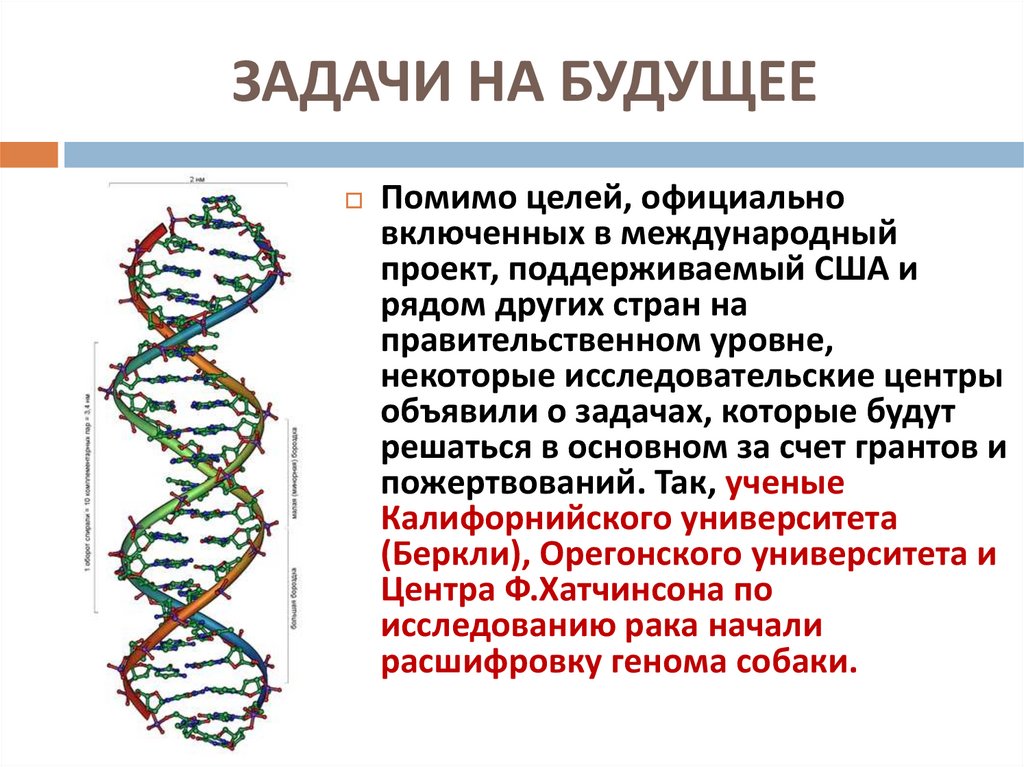 При расшифровке генома собаки было установлено