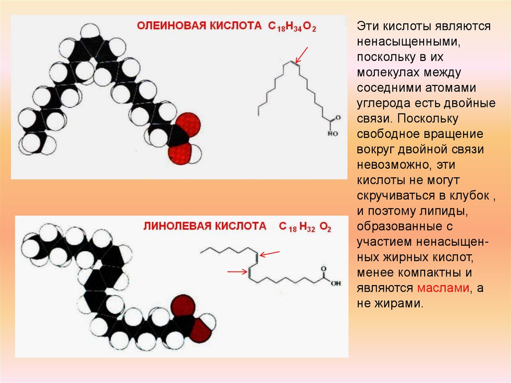 Молекулах есть двойная связь. Двойная связь в молекулах. Строение олеиновой кислоты. Двойные связи в ненасыщенных кислотах. Ненасыщенные липиды.