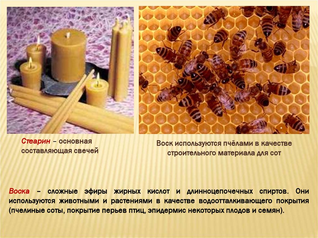 В качестве основного материала использовали. Воски это сложные эфиры. Пчелиный воск строение. Растительные и животные воски. Воск в пчеловодстве.