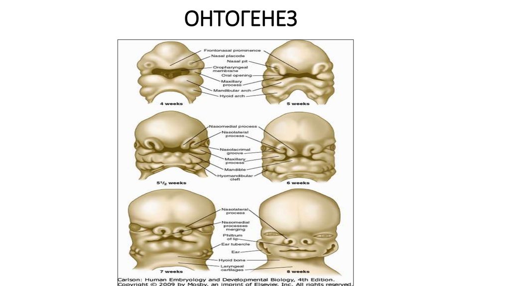 Формирование лица. Онтогенез носовой полости. Развитие лица в онтогенезе. Этапы развития лица и ротовой полости в онтогенезе.