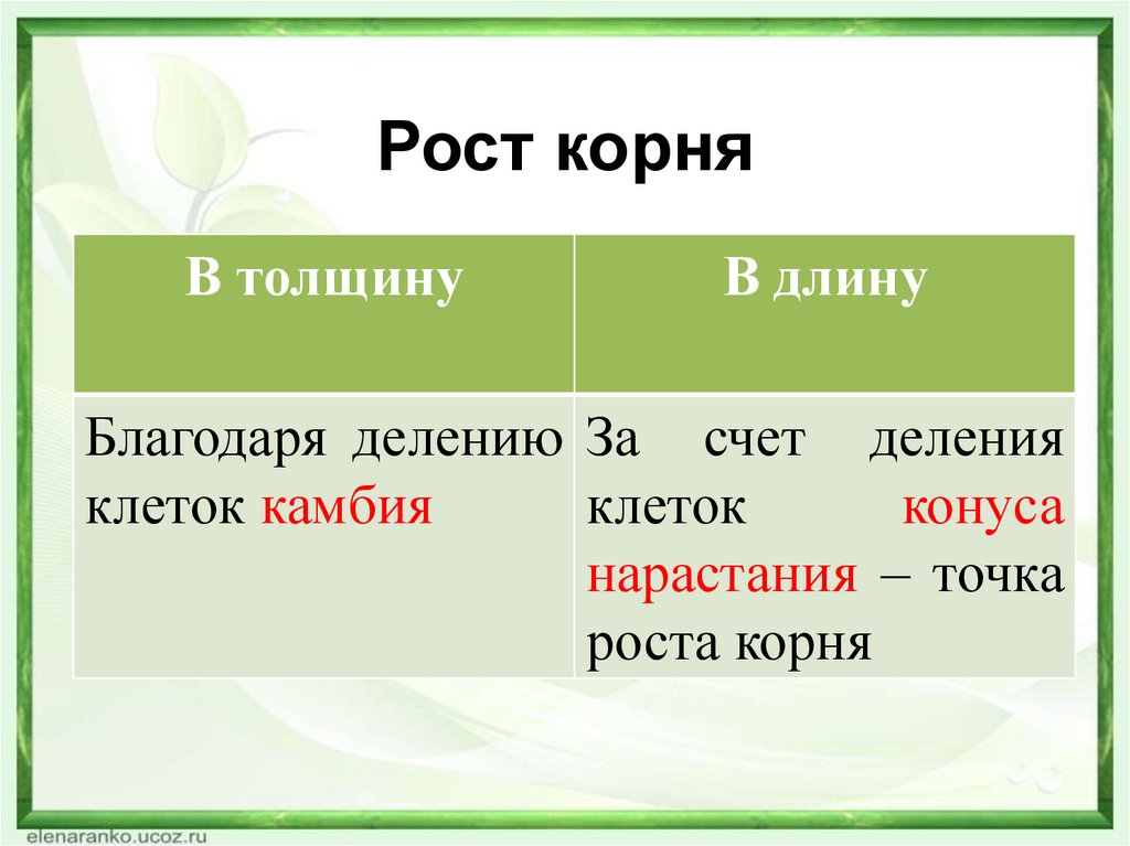 Рост корня в толщину. Рост корня в длину. Рост корня в длину и толщину. Рост корня в длину осуществляется в.