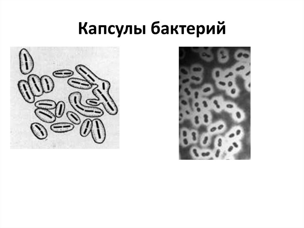 Слизистый слой бактерий. Строение капсулы бактерий. Функции капсулы бактерий микробиология. Капсульные и капсулообразующие бактерии. Строение капсулы микробиология.