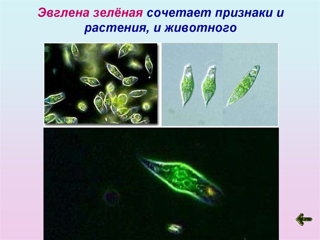 Одноклеточные организмы не имеющие оформленного. Одноклеточные животные эвглена зеленая. Хлорофилл у эвглены зеленой. Эвглена зеленая макронуклеус. Эвглена зеленая одноклеточное.