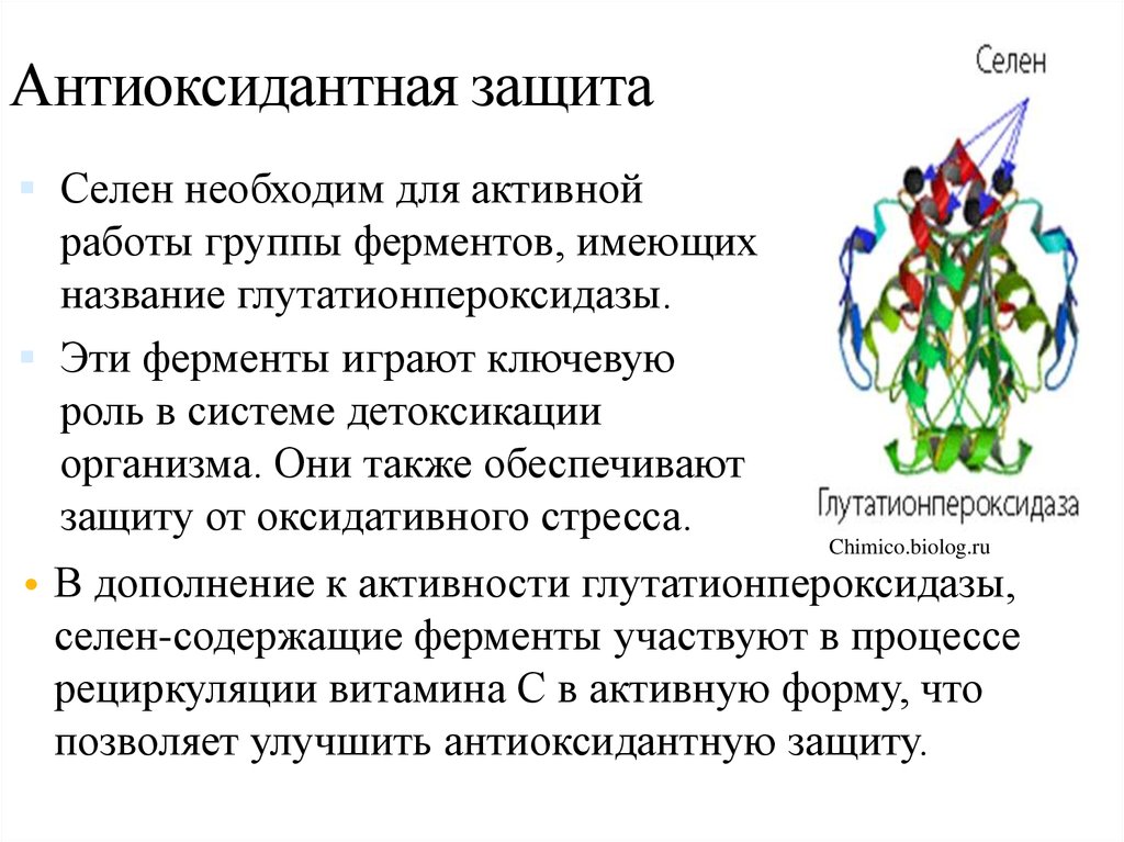 Ферменты детоксикации. Антиоксидантная защита. Селен антиоксидантная защита. Антиоксидантная система организма. Антиоксидантная система организма биохимия.