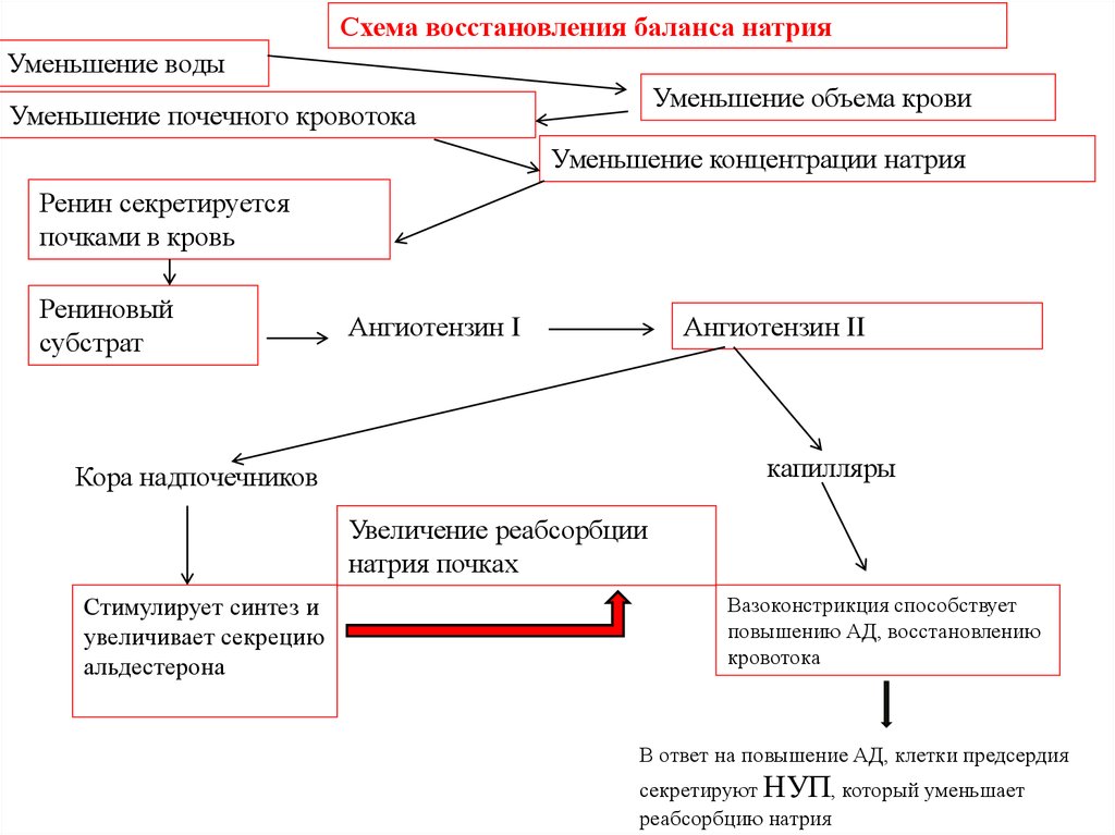 Схема восстановления. Схема сокращения крови. Схема восстановительных процессов в организме.. ) Уменьшение концентрации ангиотензина-2 в крови.