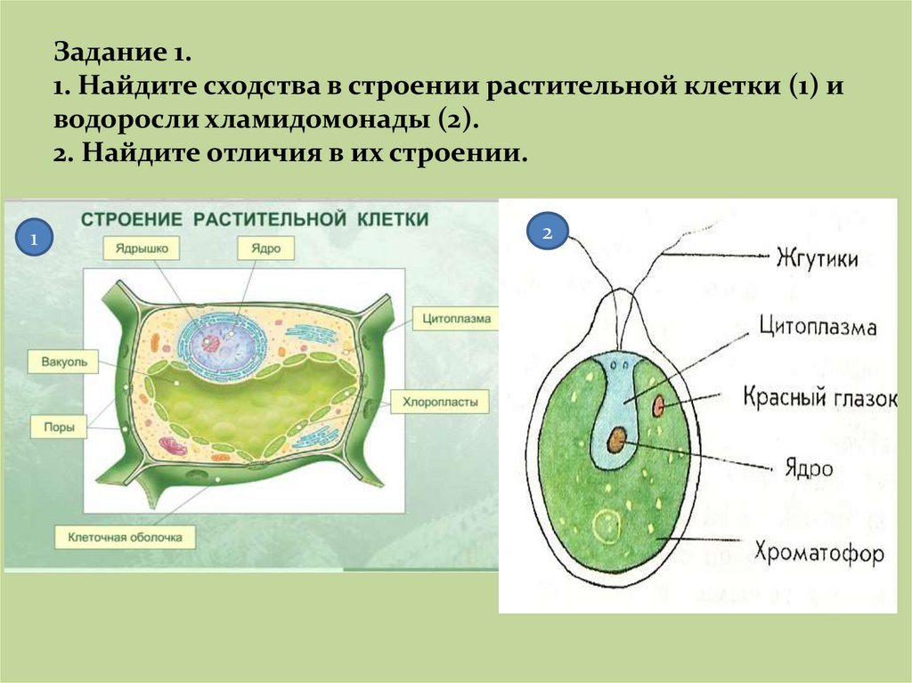 Задание 1. 1. Найдите сходства в строении растительной клетки (1) и водоросли хламидомонады (2). 2. Найдите отличия в их