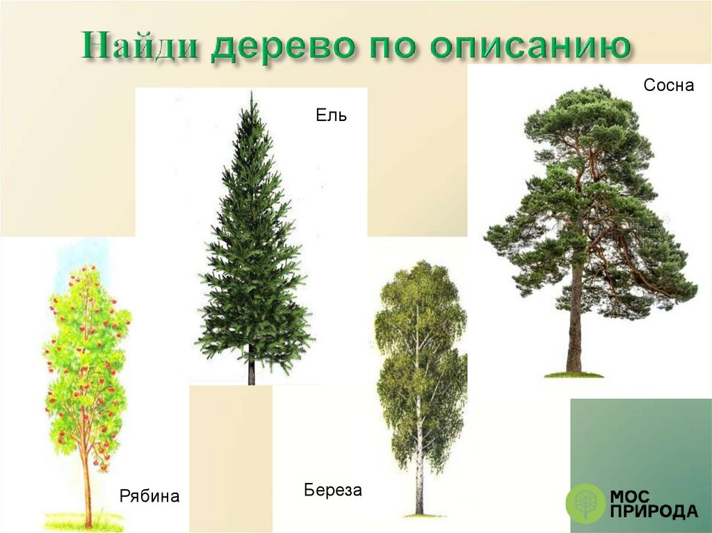 Дерево находится. Найди дерево. Д/И Найди дерево по описанию. Узнай дерево по описанию 3 класс.