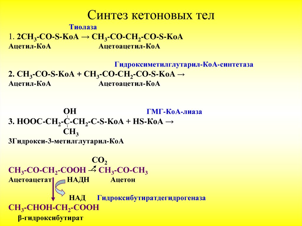 Теле синтез. Распад кетоновых тел реакции. Реакции синтеза кетоновых тел. Синтез кетоновых тел биохимия. Схема синтеза кетоновых тел.