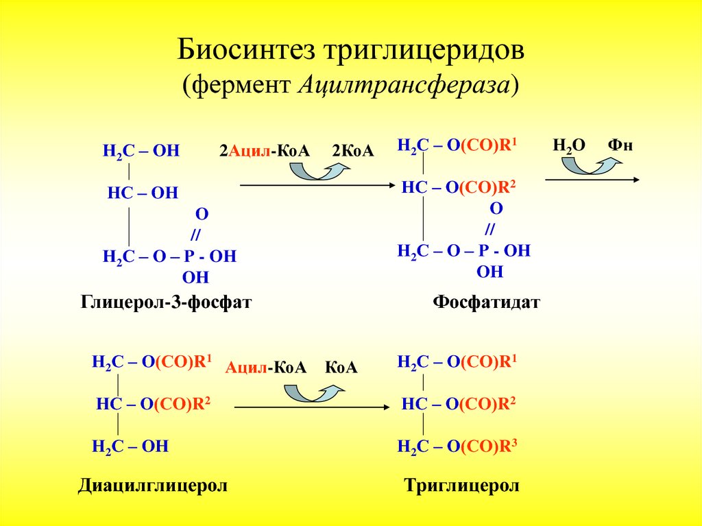 Схема синтеза триглицеридов