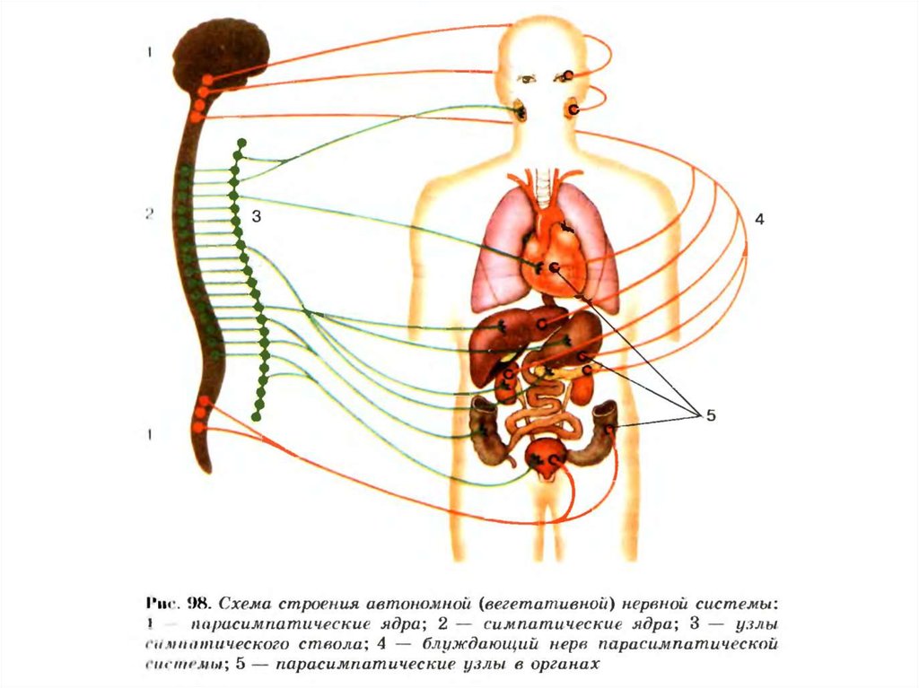 Общий план строения автономной нервной системы