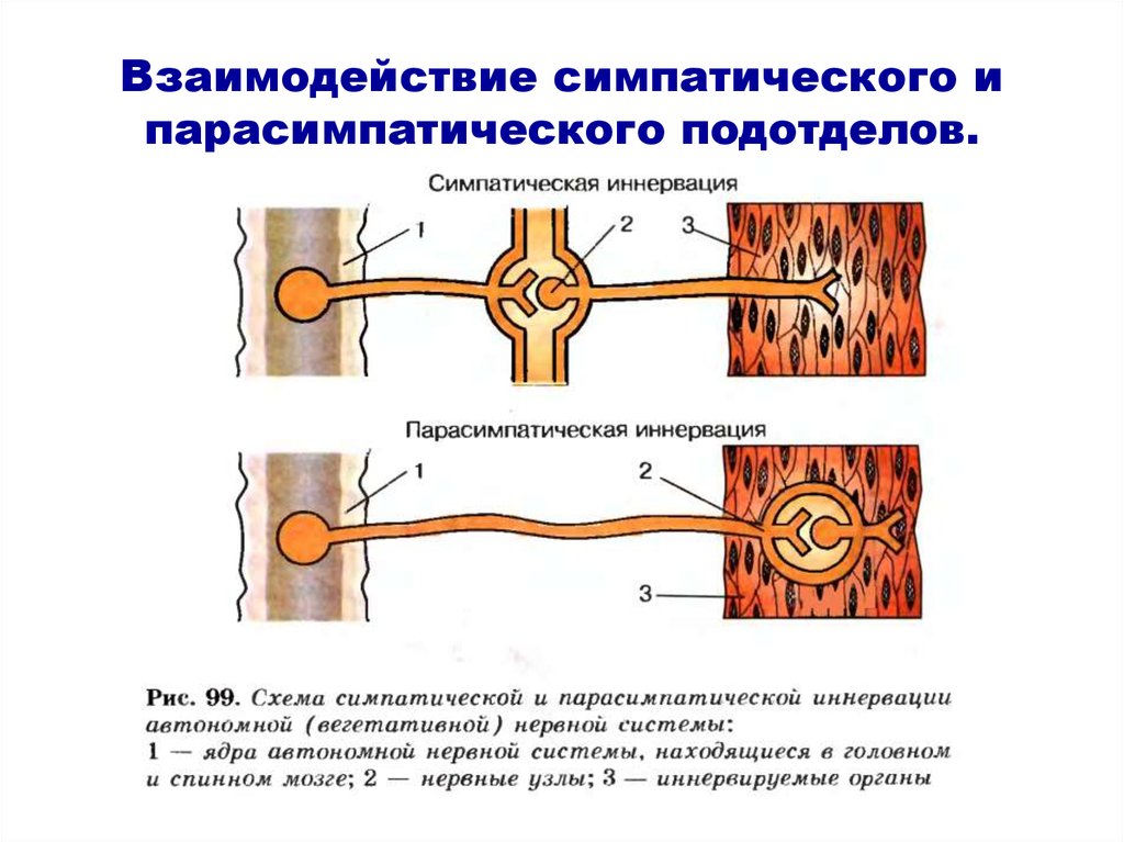 Узлы симпатического отдела. Схема симпатической и парасимпатической иннервации. Симпатические и парасимпатические нервные узлы. Схема симпатической и парасимпатической нервной системы. Нервного узел симпатической вегетативной нервной системы.