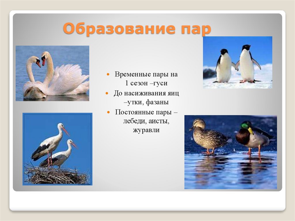 Презентация по теме годовой жизненный цикл и сезонные явления в жизни птиц