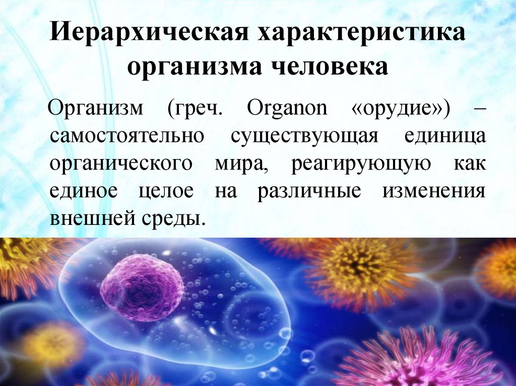 Характеристики организма человека. Общая характеристика организма человека. Характеристики тела человека. Медицинская характеристика организма.