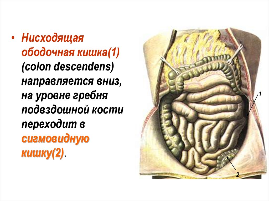 Нисходящая ободочная кишка. Исходящая ободочная кишка. Нисходящей ободочной кишки. Сигмовидная кишка и брюшина.