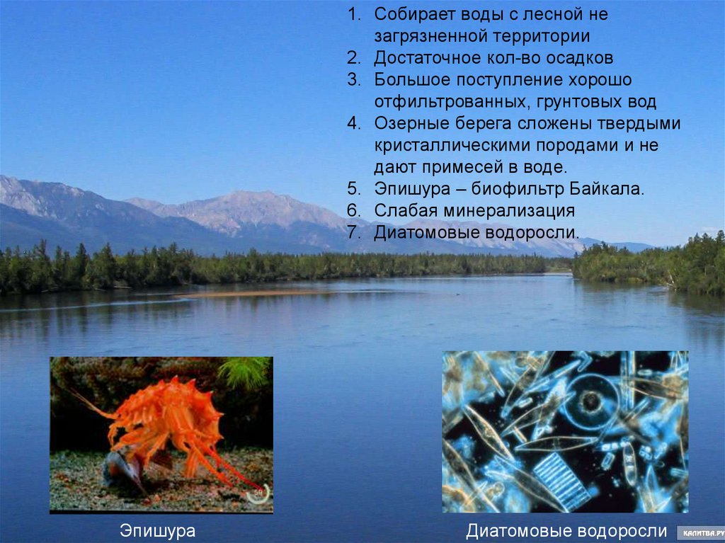 Почему в чистом озере. Вода Байкал. Причины чистой воды в Байкале. Почему такая чистая вода Байкала. Почему в Байкале чистая вода.
